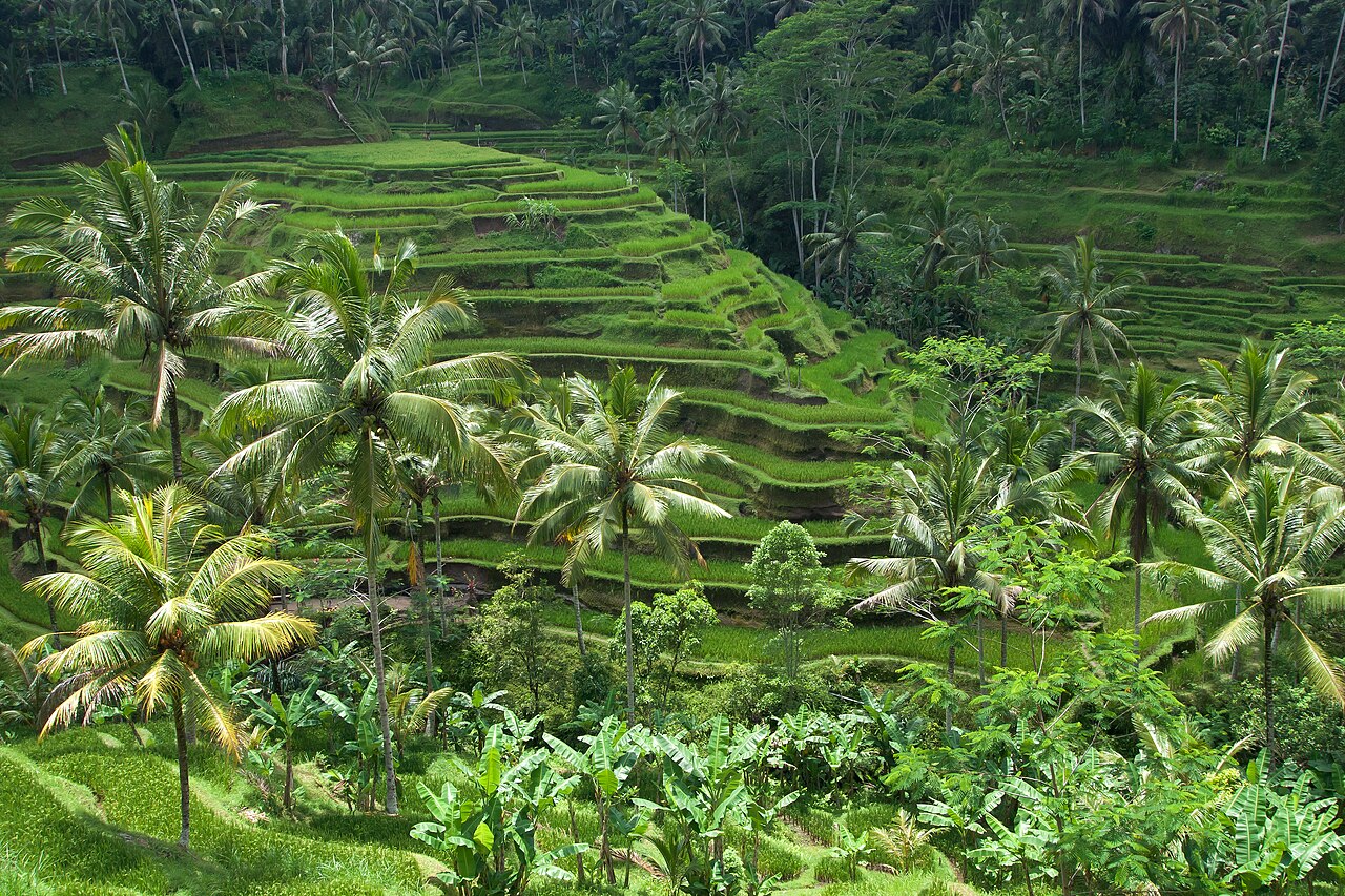 Rice terraces in Bali. Rice fields. Traditional rice farming in Bali. This is probably one of the most photographed in-land places in Bali. Tegallalang, Ubud. Bali, Indonesia.