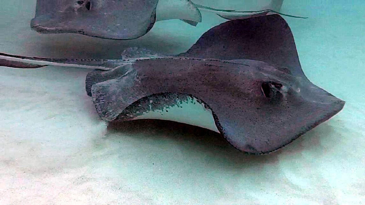 Southern Stingrays passing each other at Stingray City Sandbar off of  Grand Cayman Island