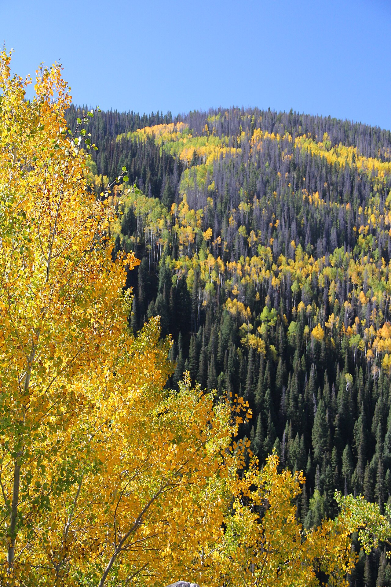 A photo taken from Rabbit Ears Pass during the fall season