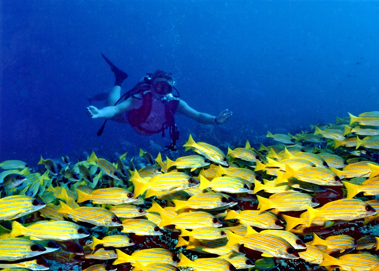 Banc de gatterins sur Banann Reef (Maldives)