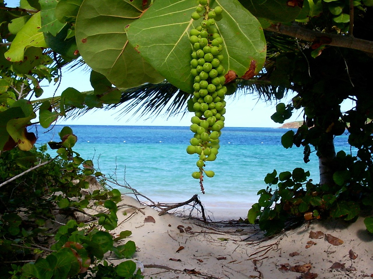 PUerto Rico PUerto Rico Beach beach ponce puerto rico culebra Frames