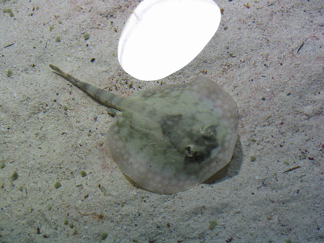20050406125927-0
