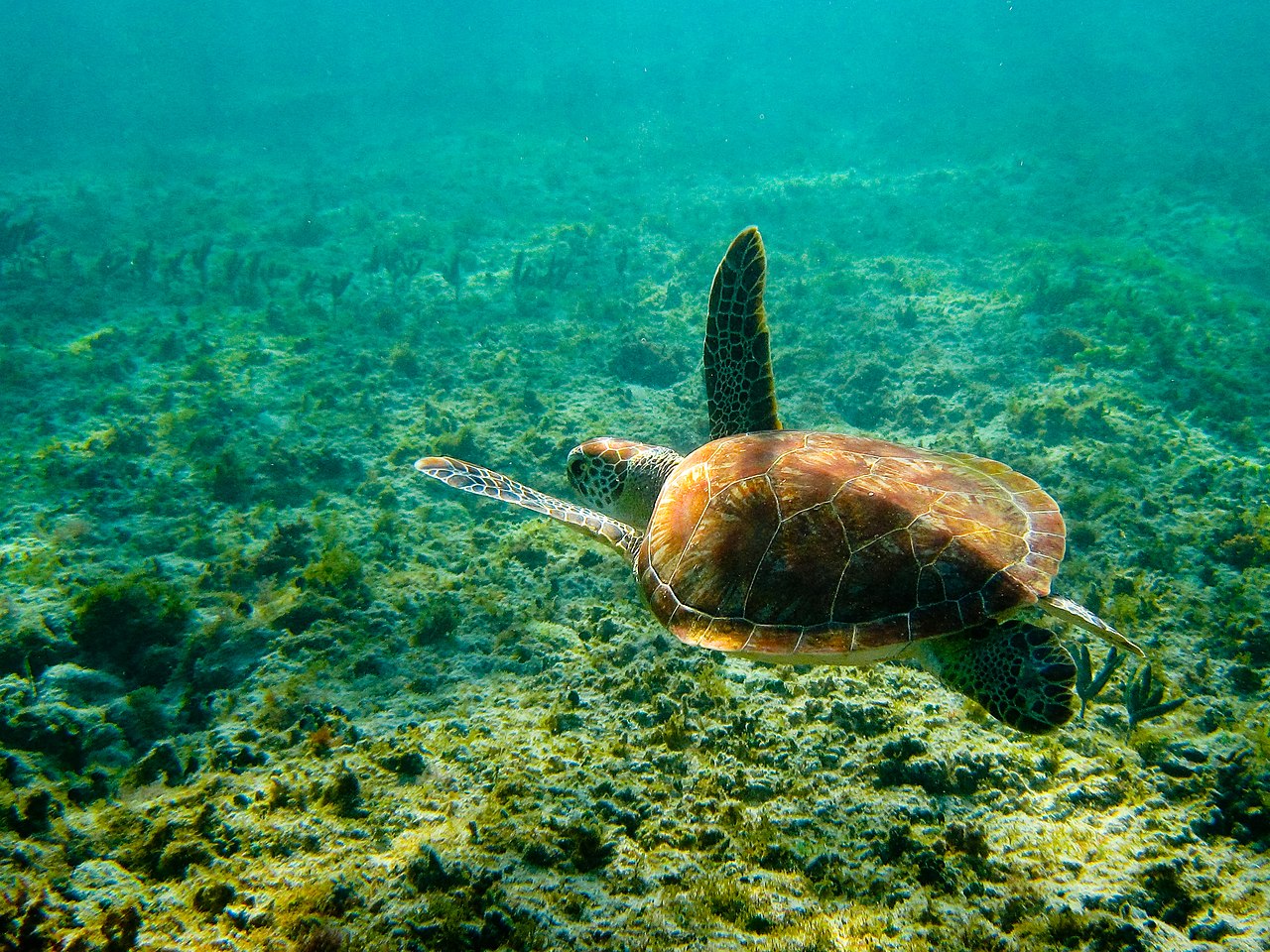 [/photos/femme_makita femme_makita] followed this beauty with our canon p&amp;s w/underwater housing.
