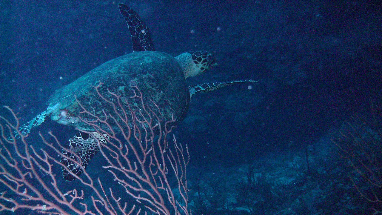 X-AK.  This is the turtle that got me all the way to 95ft following it without noticing that I was separated from the group. fun fun..!!
Ocean Diving was not as good as the cenotes. Unfortunately, you