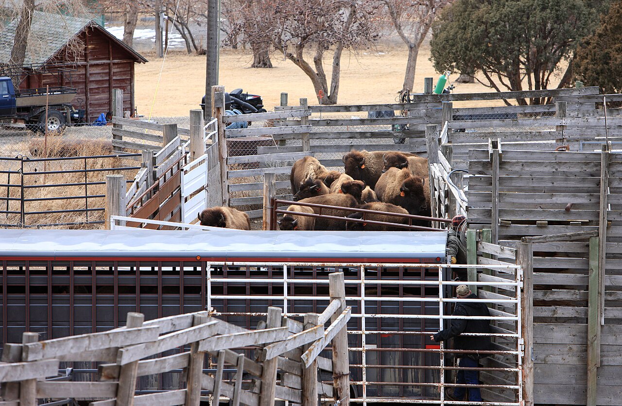 Corrals with bison inside.
Bison in Corwin Springs, MT. quarantine facility;
Jim Peaco;
February 2010
Keywords: yellowstone national park; mammals; wildlife; bison; bison bison